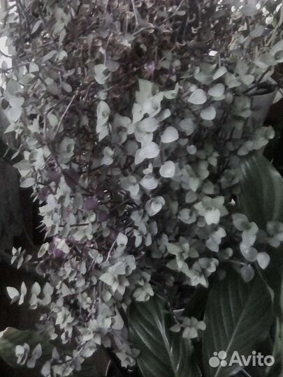 Цветы для души и дома