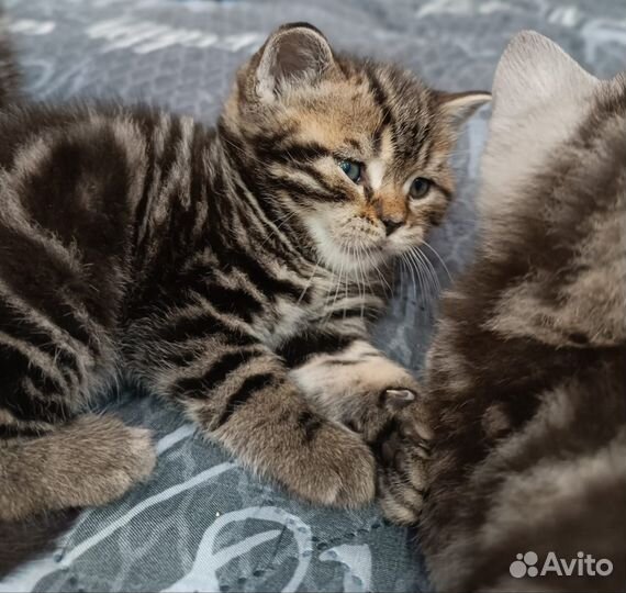 Британская