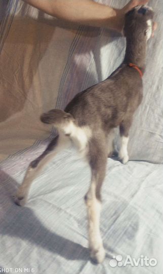 Козы ламанча