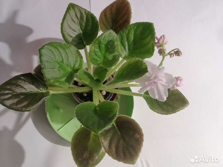 Сортовые фиалки