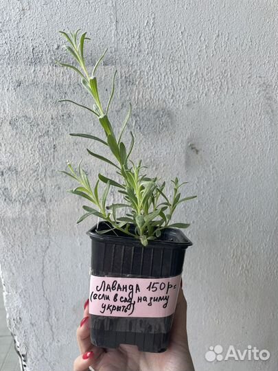 Лаванда