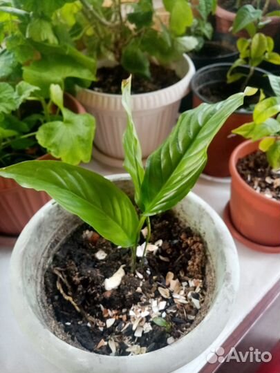 Спатифиллум уоллиса