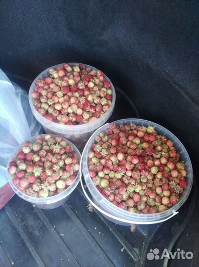 Клубника лесная д. Сизёво