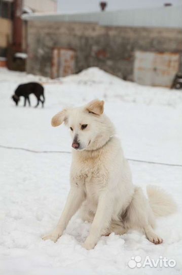 Собака в добрые руки