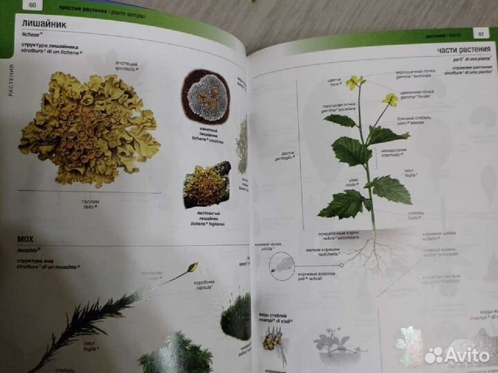 Визуальный словарь итальянско-русский