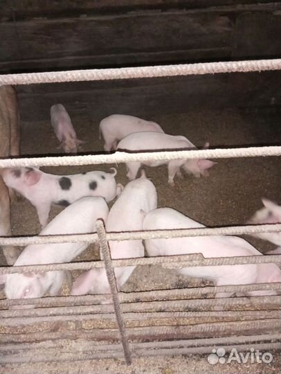 Поросята