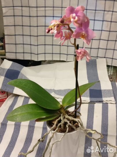 Summerion - Орхидея парфюмерная фабрика