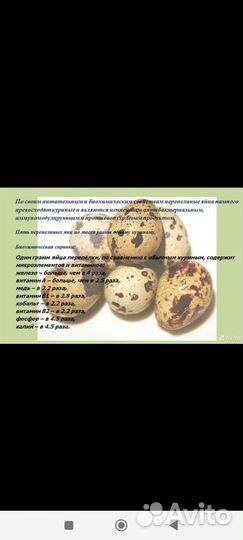 Перепелиные яйца