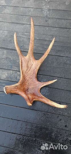 Продам рога лося