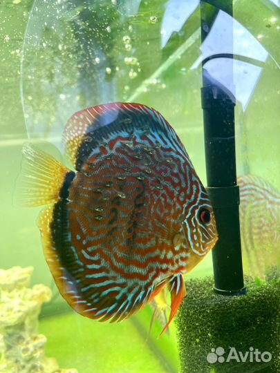 Пара дискусы