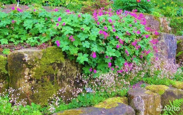 Герань садовая почвопокровная многолетник