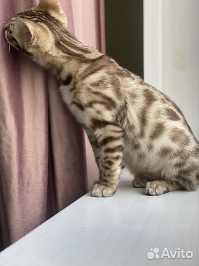 Бенгальский красавчик