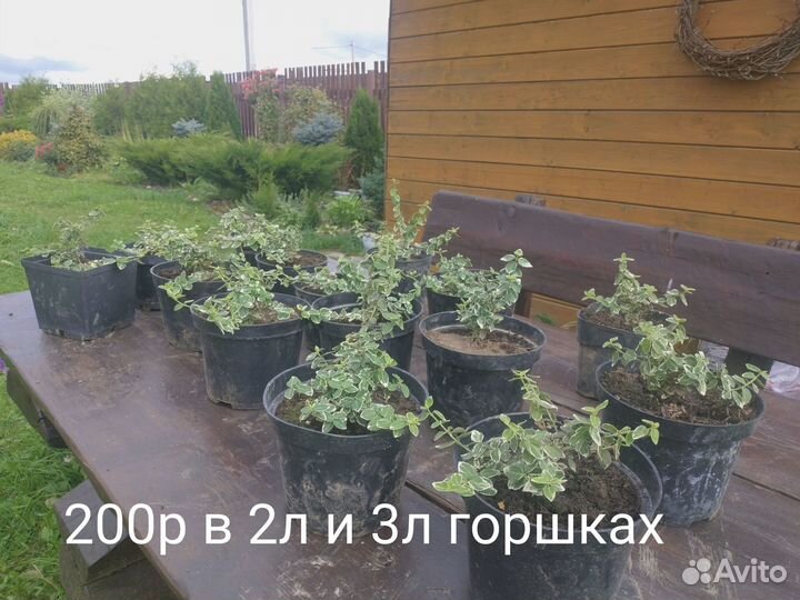 Бересклет Форчуна