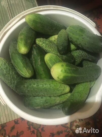 Огурцы свежие