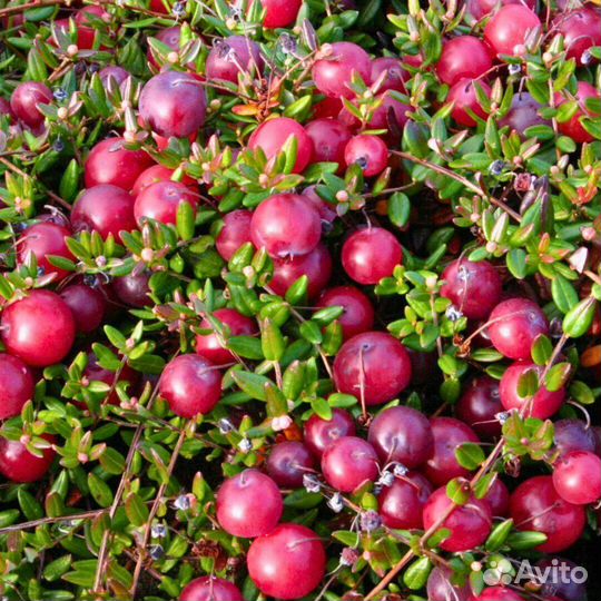 Клюква свежая