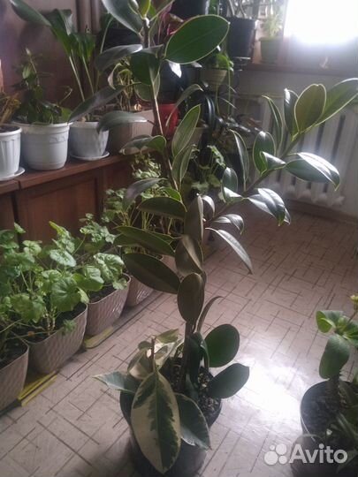Комнатные цветы