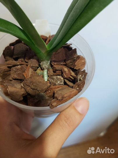 Фаленопсис