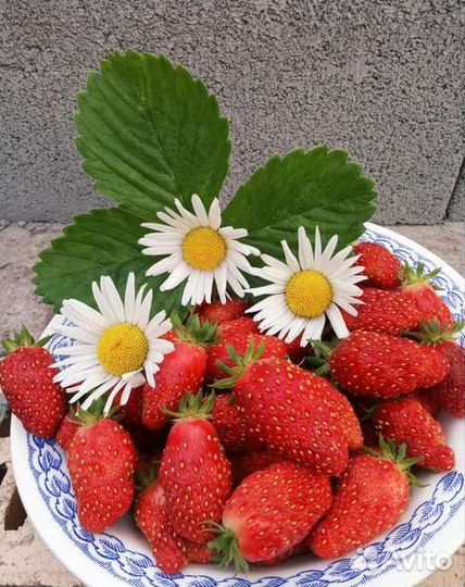 Рассада клубники Лорд,Даренка,купчиха,фестивальная