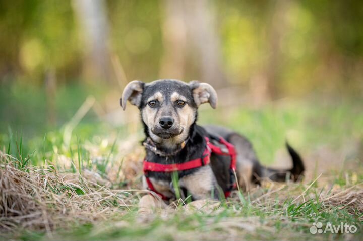Щенок метис