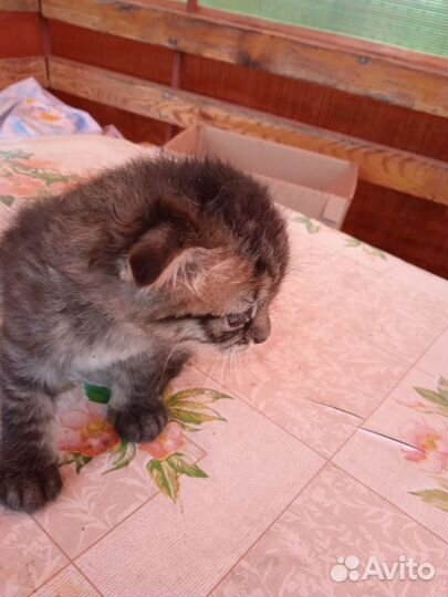 Катят в хорошем рукам