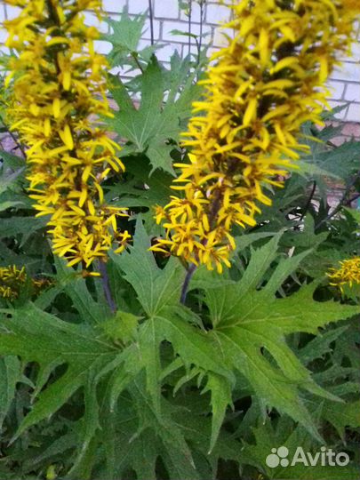 Многолетние цветы