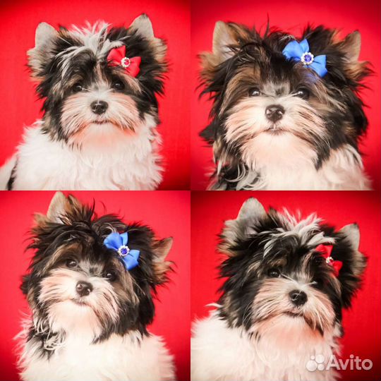 Щенки бивер йорка