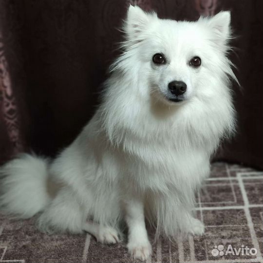 Японский шпиц