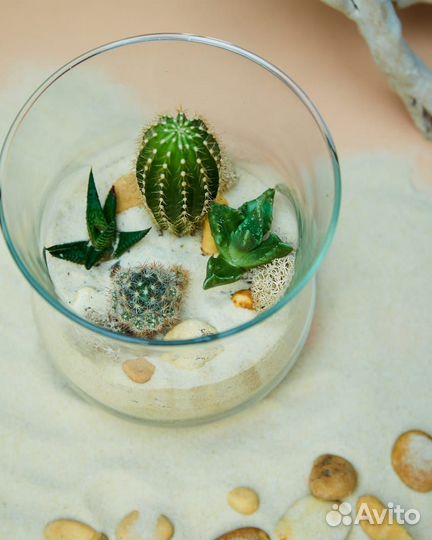 Комнатные растения: Флорариумы с суккулентами