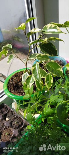 Фикус Бенджамина