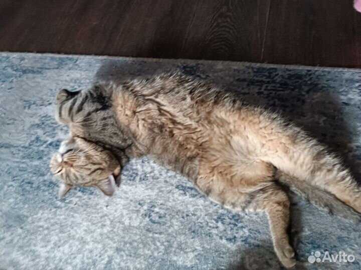 Отдам кота