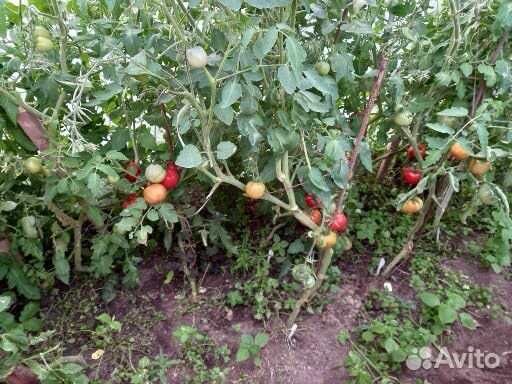 Семена томатов
