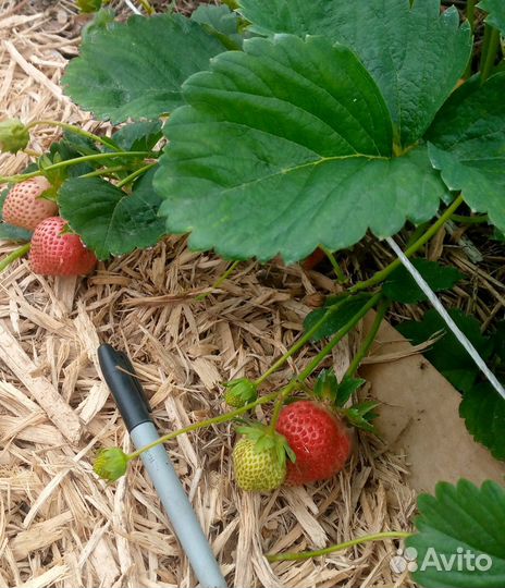 Рассада клубники