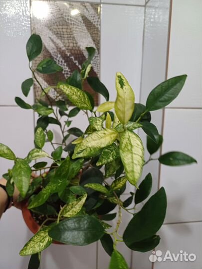 Фикус