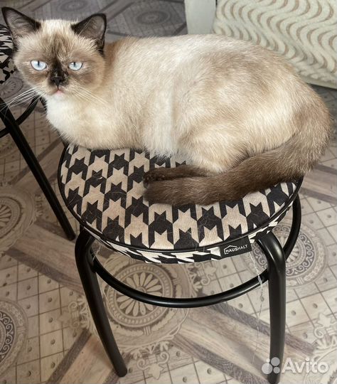 Кошка в дар бесплатно,Стерилизованная