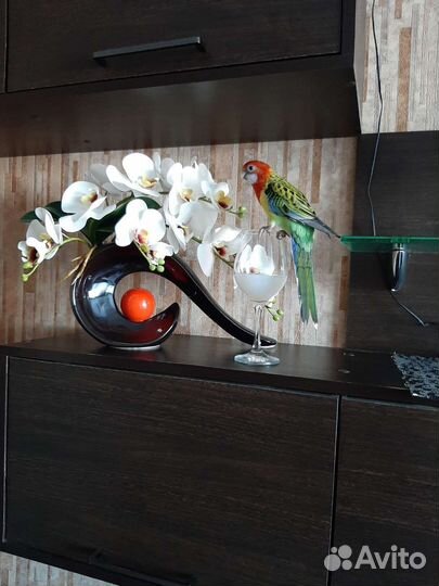 Самец розеллы