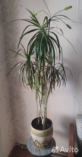 Драцена маргината пальма