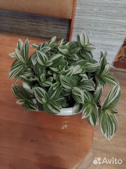 Традесканция