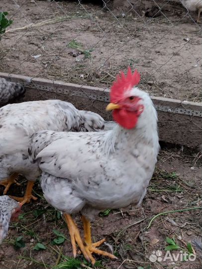 Молодые петушки