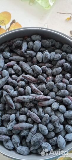 Ягода жимолости