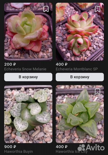 Суккуленты