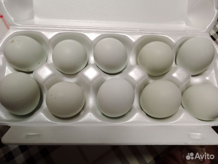 Инкубационное яйцо породистых кур