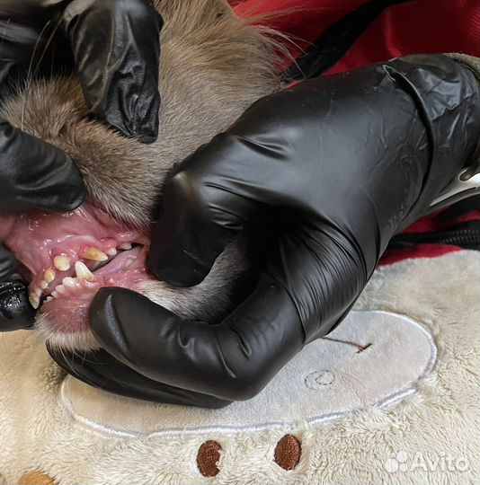 Чистка зубов собакам без наркоза