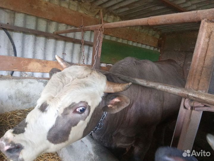 Бык сементал на мясо или на племя