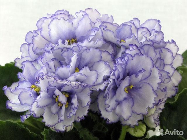 Крупноцветковые сенполии. Фиалки