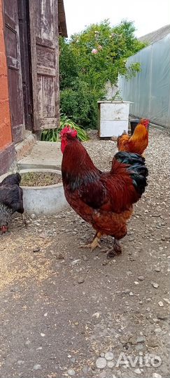 Петух брамо