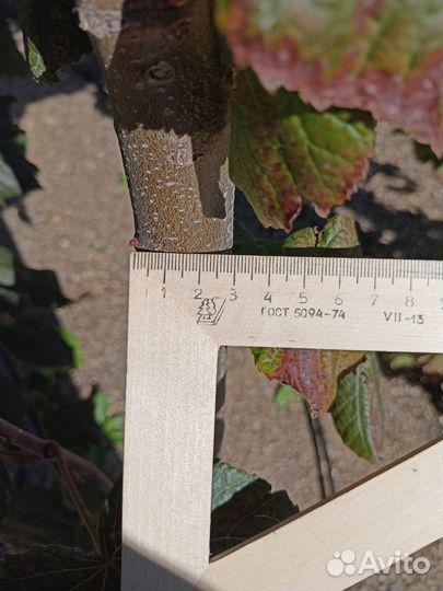 Береза, липа, клен остролистный