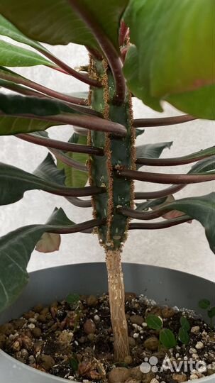 Молочай беложильчатый с горшком