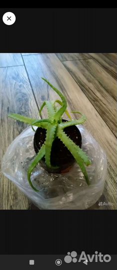 Денежное дерево, алое