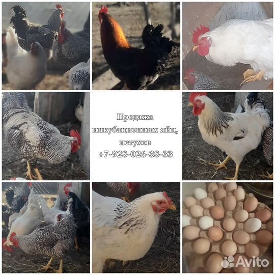 Домашние инкубационные яйца