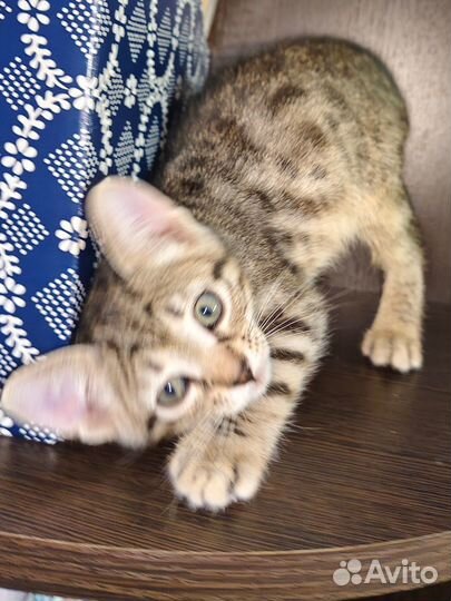 Домашние животные котята